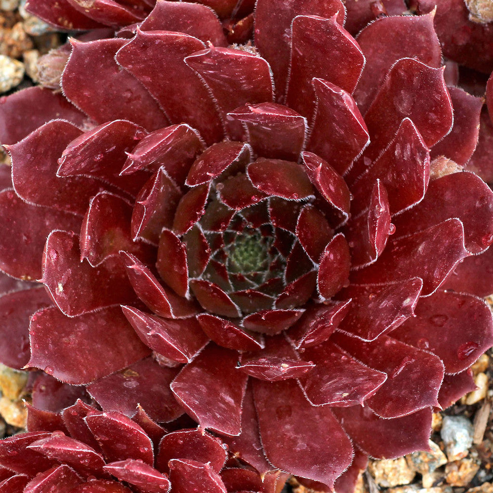 Sempervivum 'Aglow'