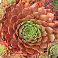 Sempervivum 'Aglow'