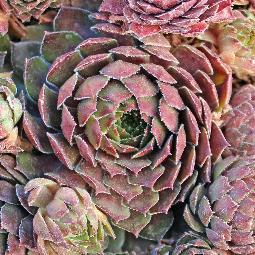 Sempervivum 'Aglow'