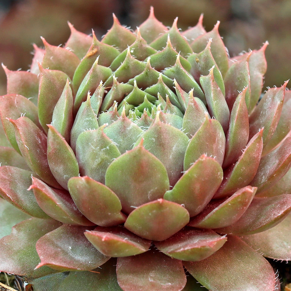 Sempervivum 'Bedivere'