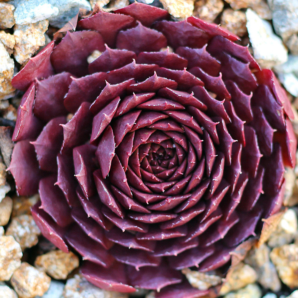 Sempervivum 'Bedivere'