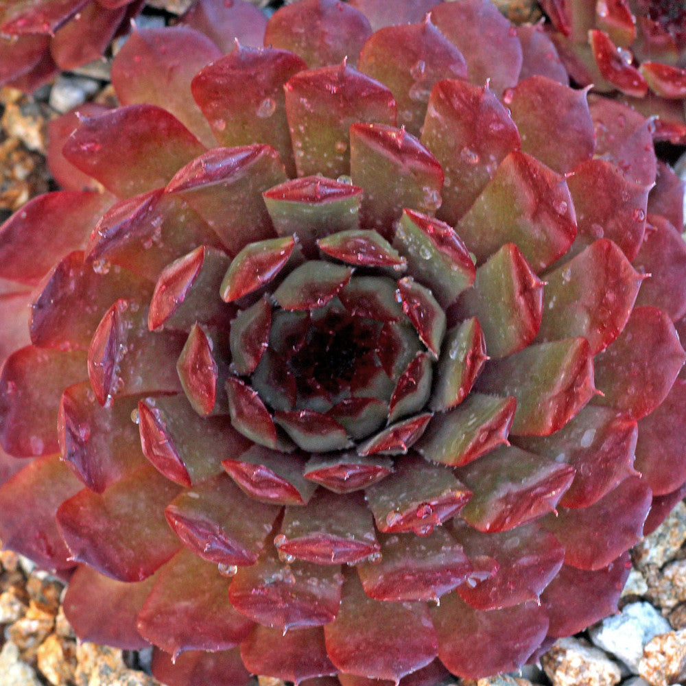 Sempervivum 'Bedivere'