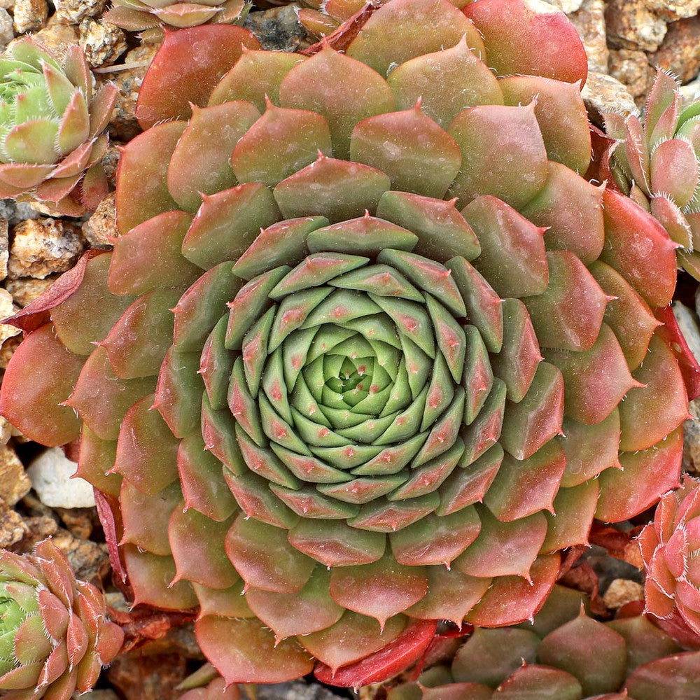 Sempervivum 'Bedivere'