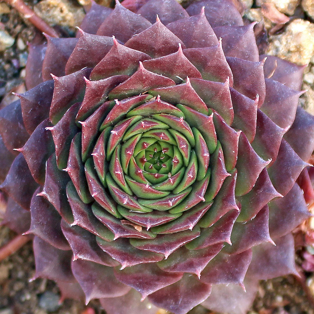 Sempervivum 'Bedivere'