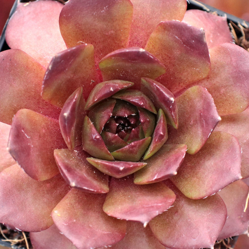 Sempervivum 'Bedivere'