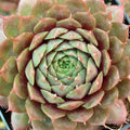 Sempervivum 'Bedivere'