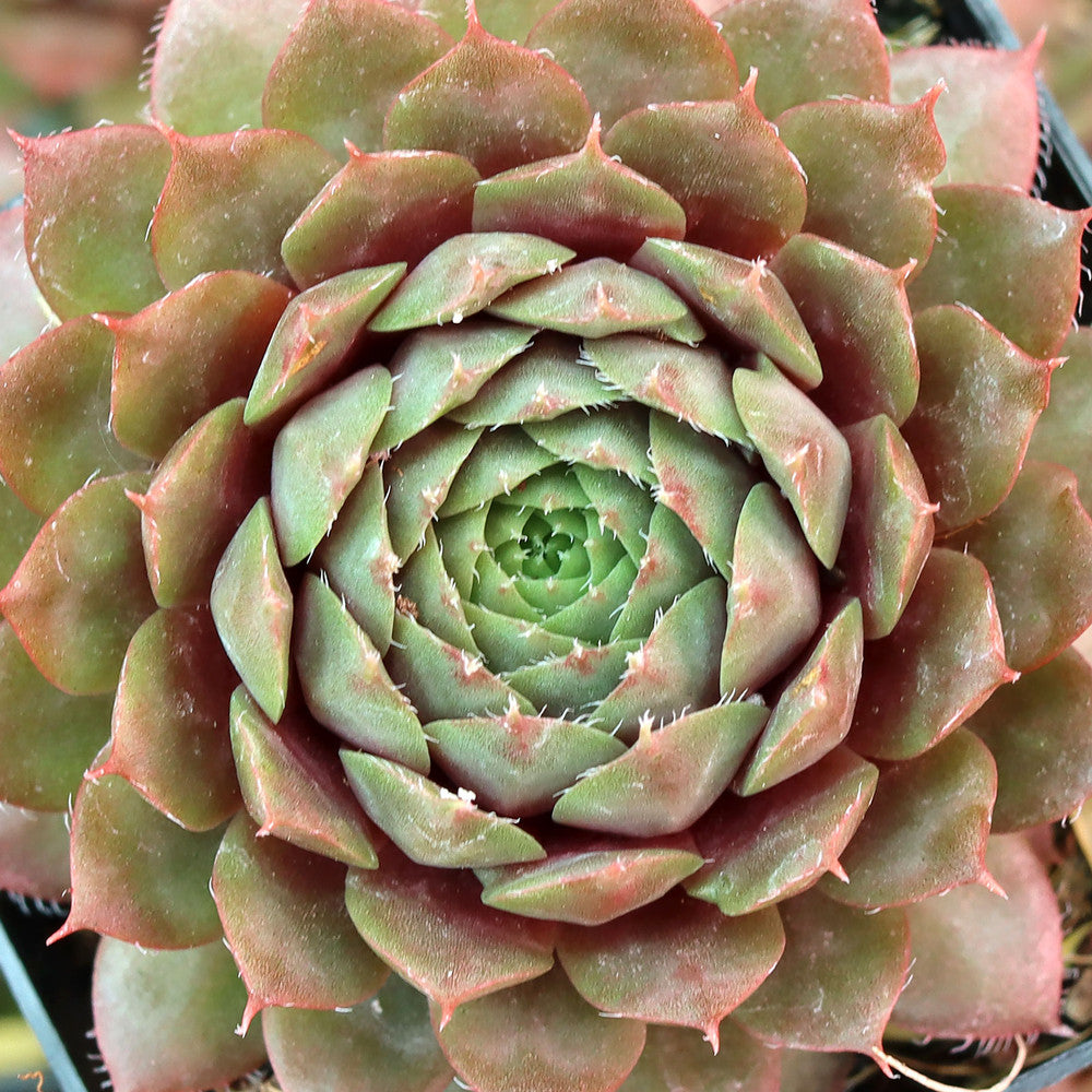 Sempervivum 'Bedivere'