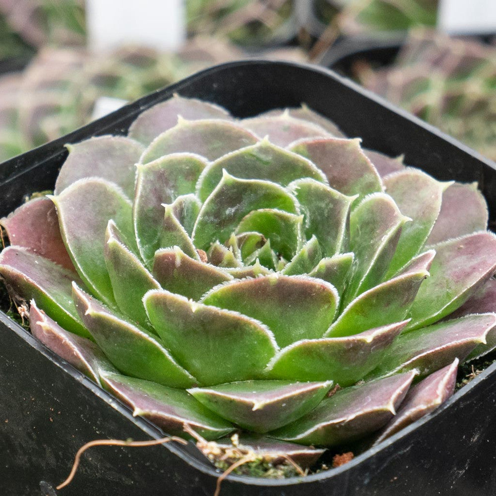 Sempervivum heuffelii 'Bermuda'