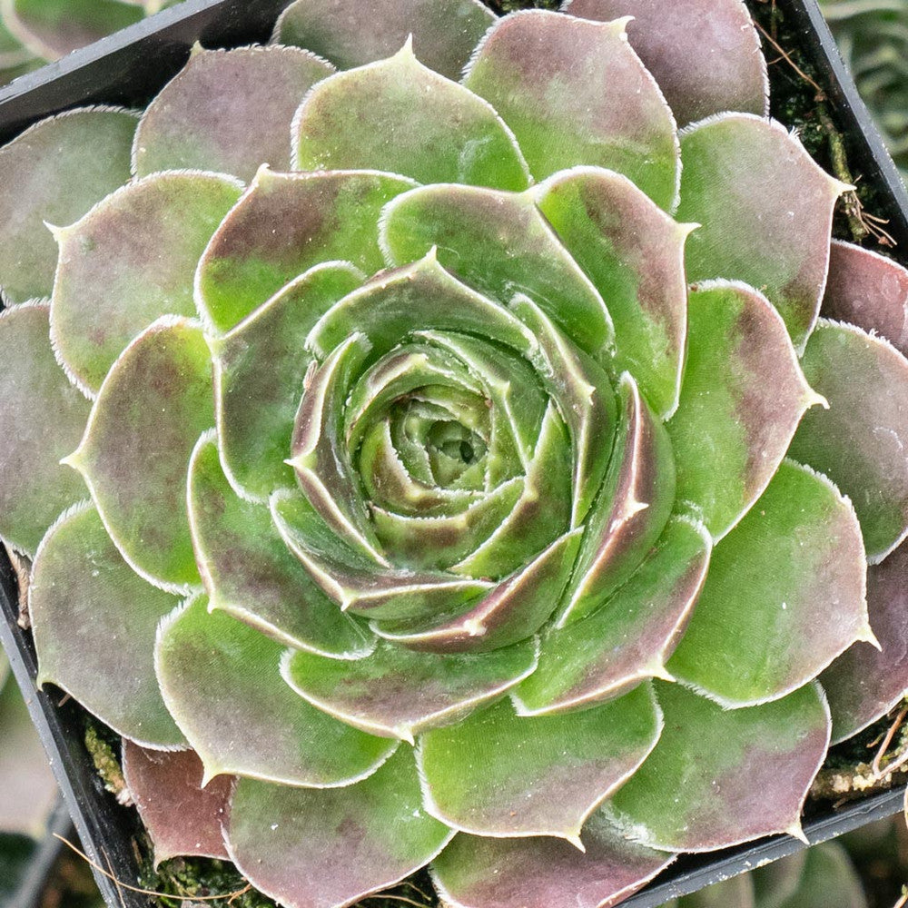 Sempervivum heuffelii 'Bermuda'