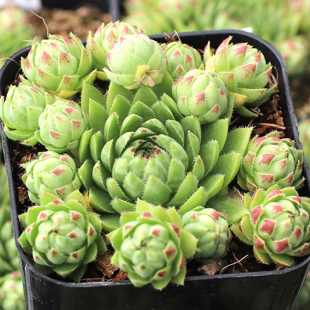 Sempervivum globiferum ssp. hirtum 'Borealis'