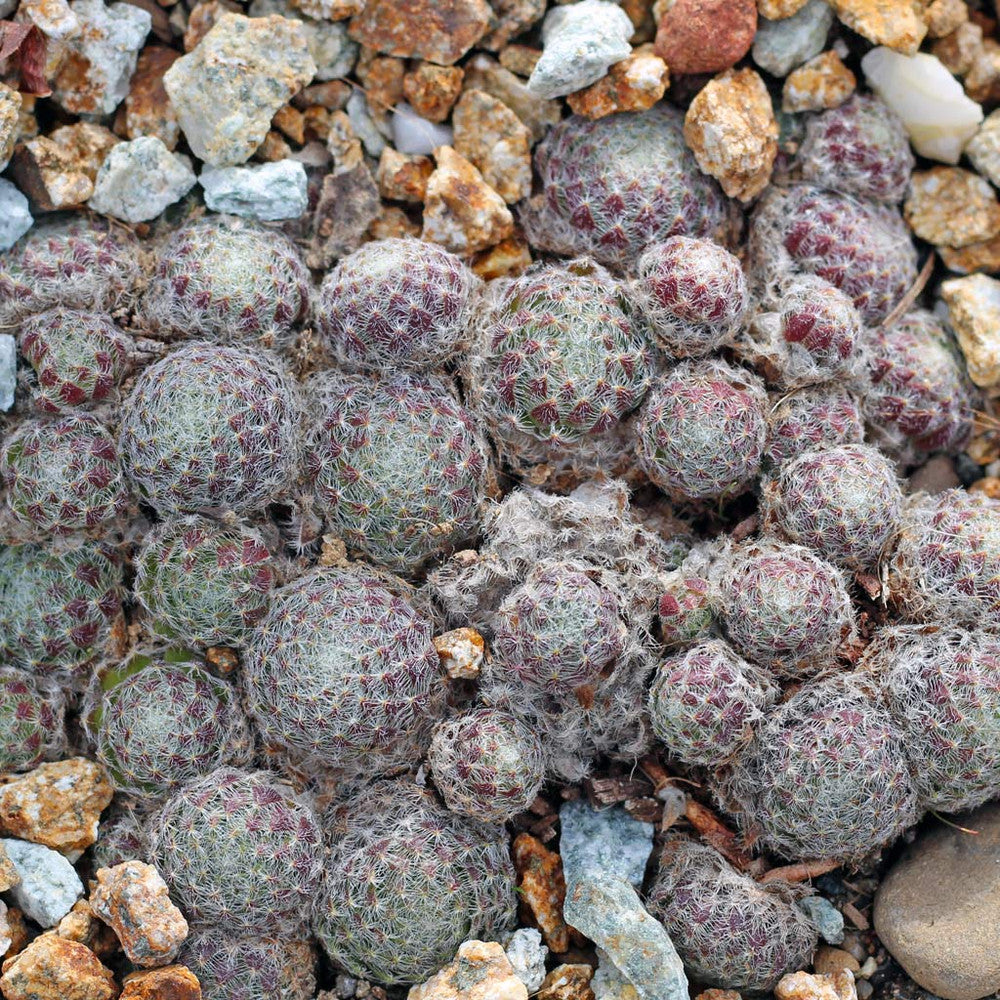 Sempervivum ciliosum (borisii)
