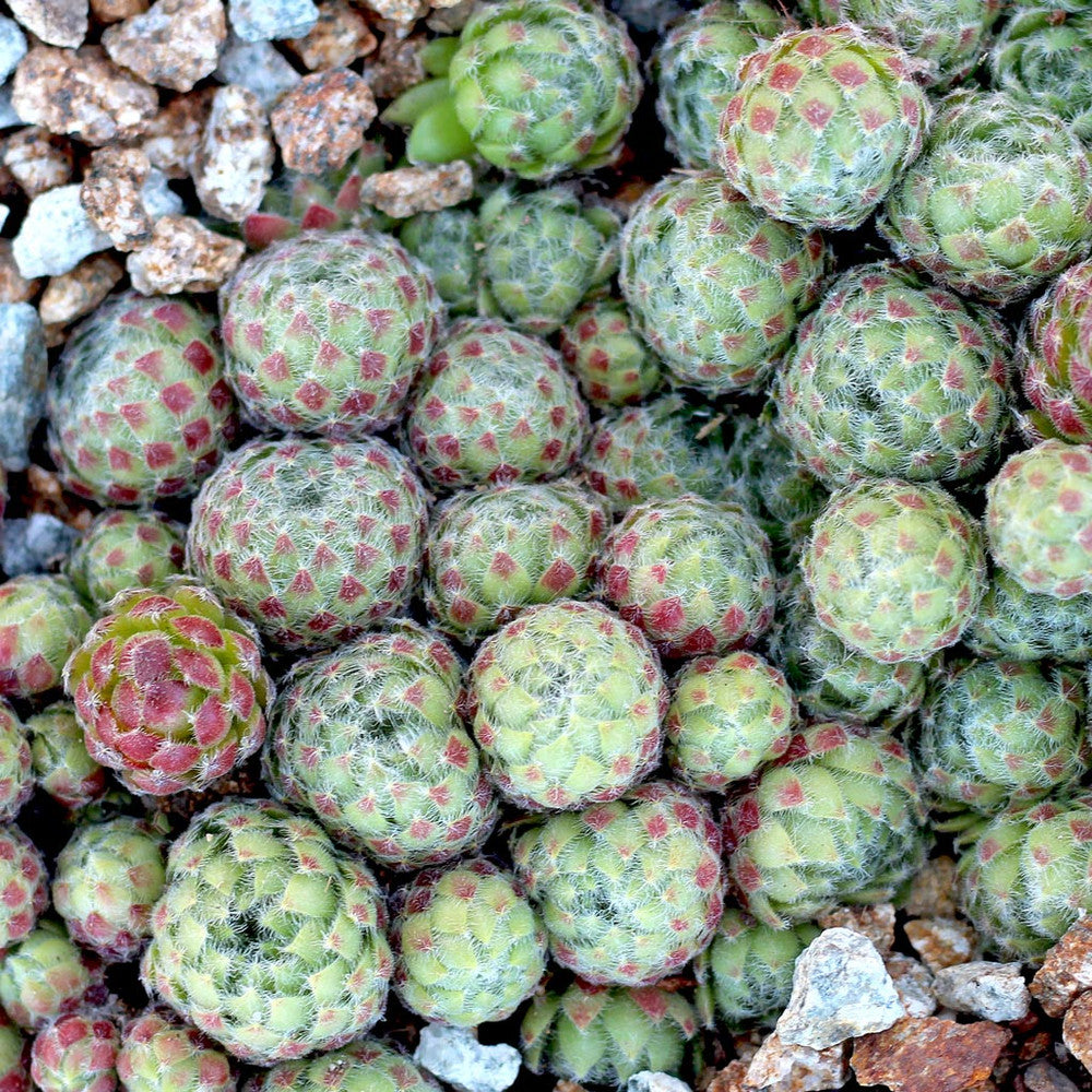 Sempervivum ciliosum (borisii)