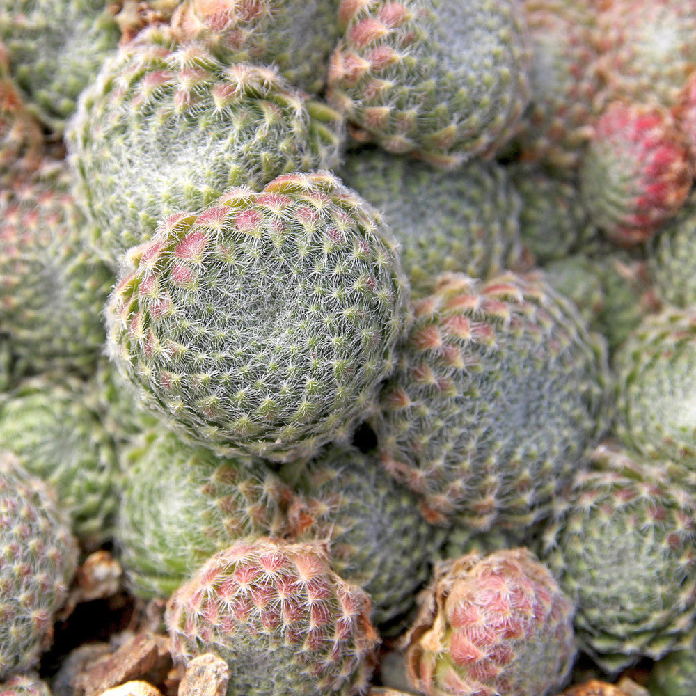 Sempervivum ciliosum (borisii)