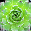 Sempervivum braunii