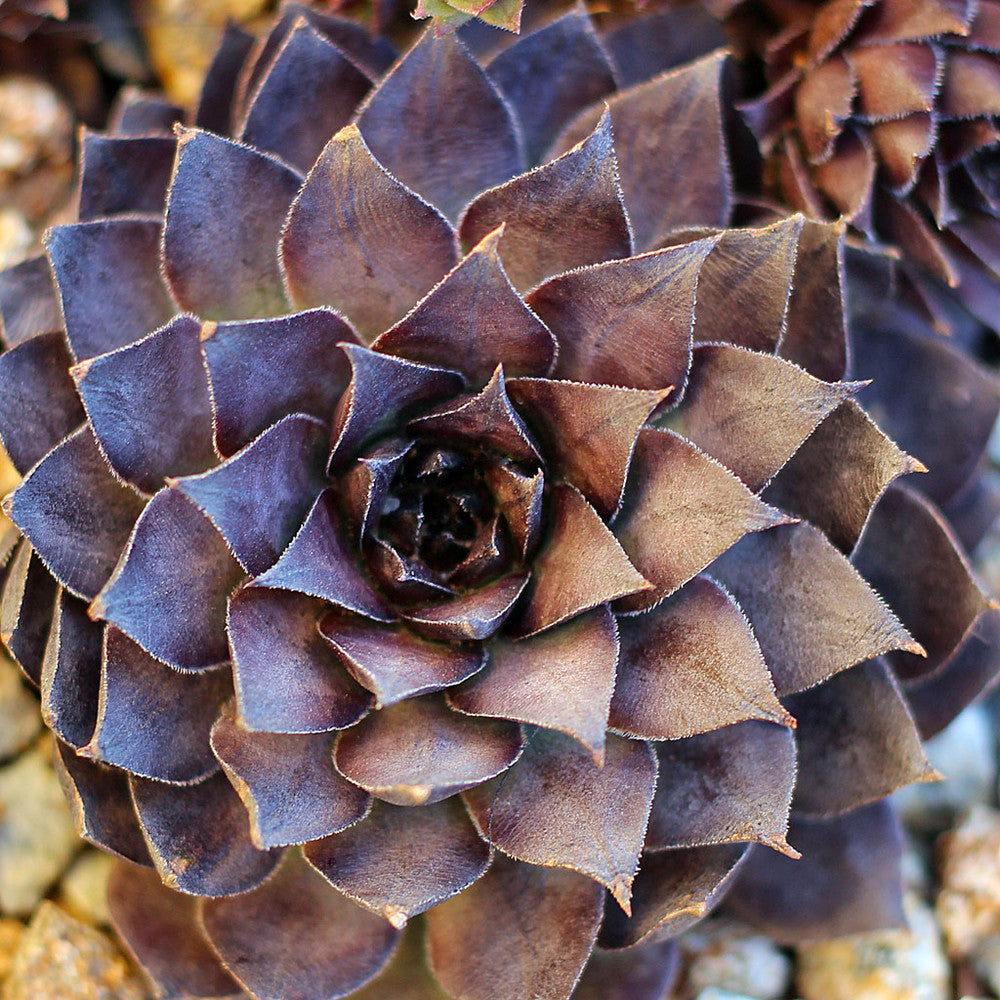Sempervivum 'Bronco'