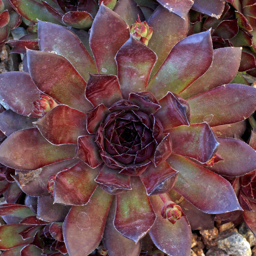 Sempervivum 'Bronco'