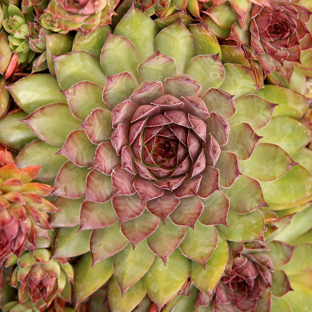 Sempervivum 'Bronco'