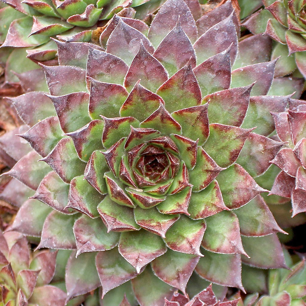 Sempervivum 'Bronco'