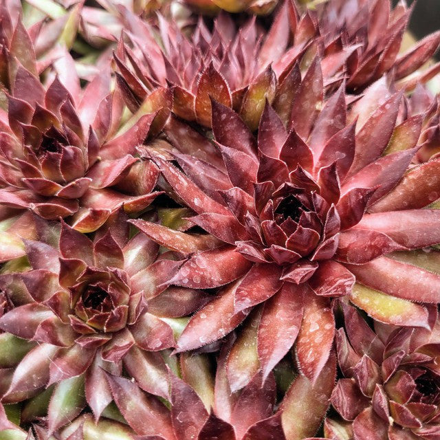 Sempervivum 'Bronco'