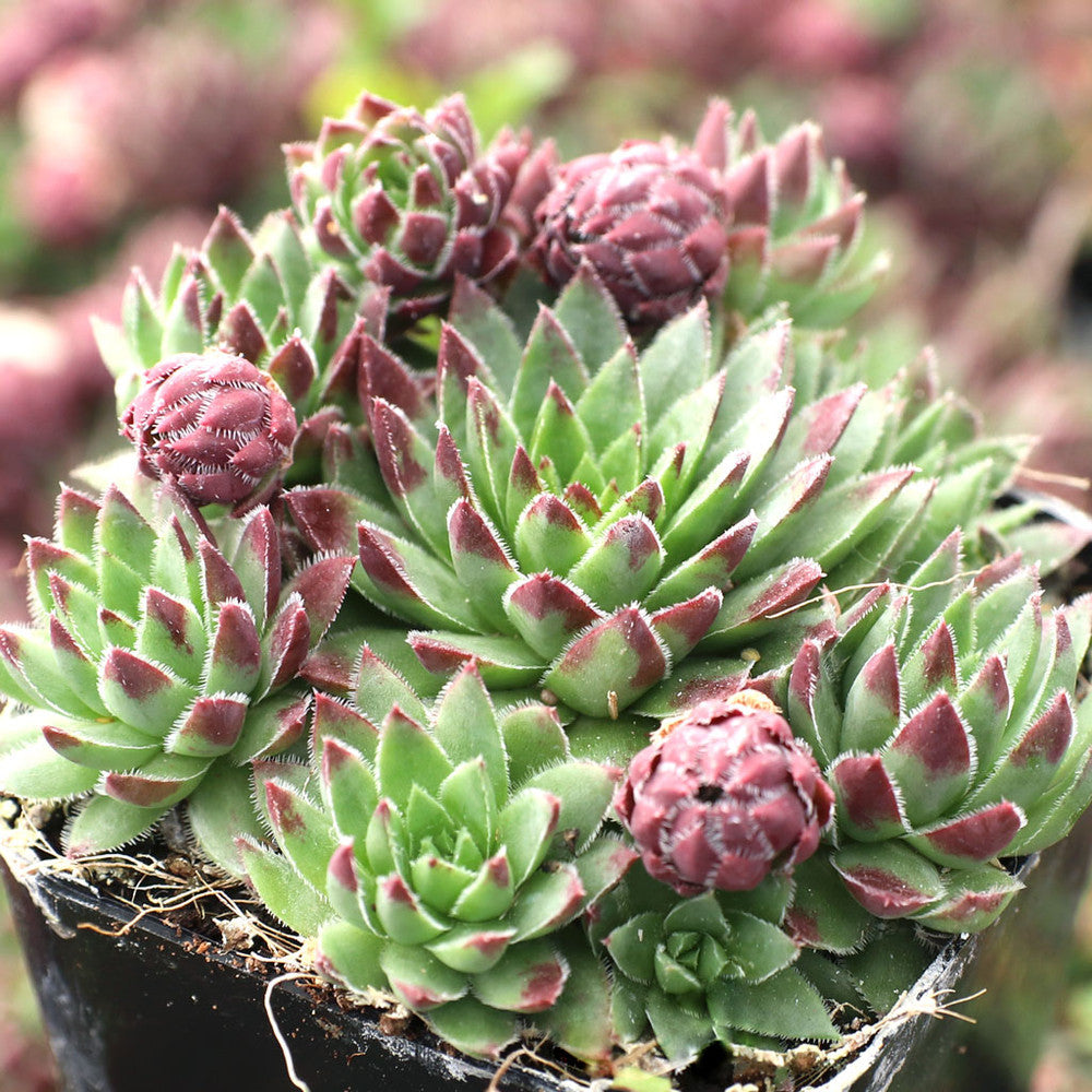 Sempervivum globiferum f/ Budai Mountains [exclusive]