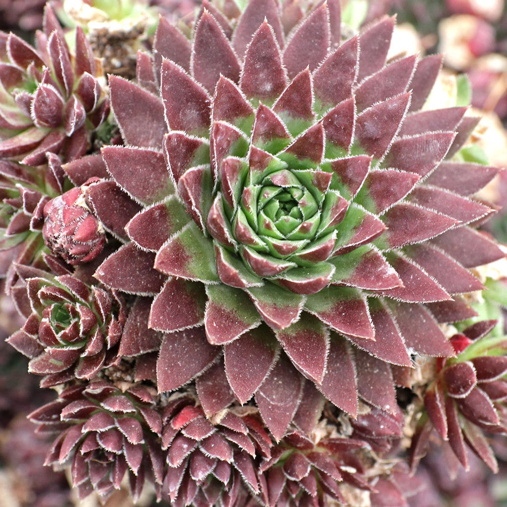Sempervivum globiferum f/ Budai Mountains [exclusive]