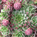 Sempervivum globiferum f/ Budai Mountains [exclusive]