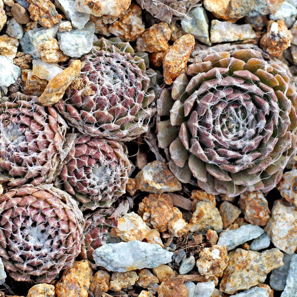 Sempervivum arachnoideum 'Cebenese'