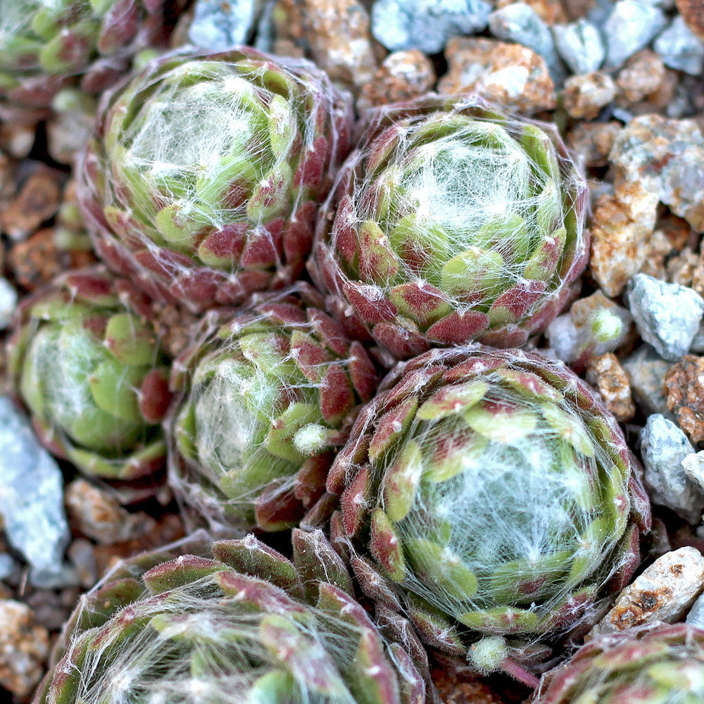 Sempervivum arachnoideum 'Cebenese'