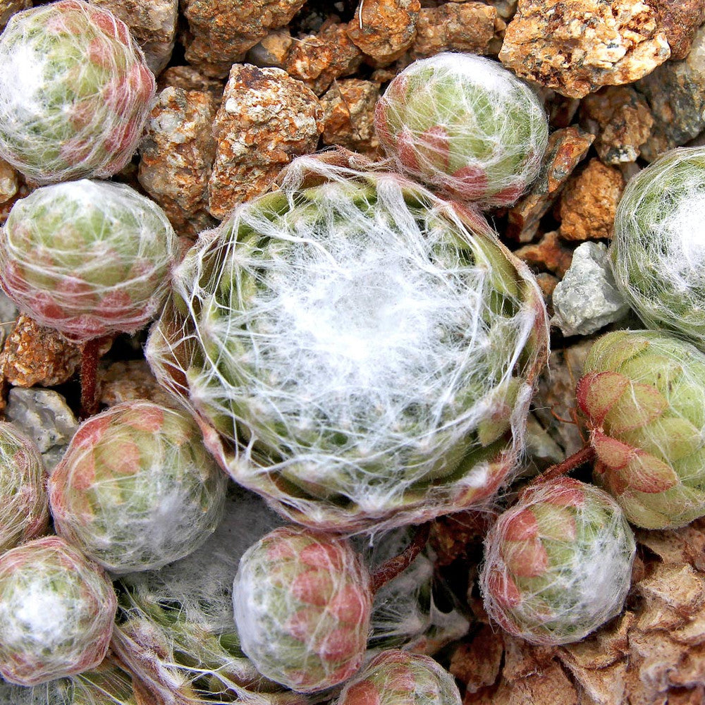 Sempervivum arachnoideum 'Cebenese'