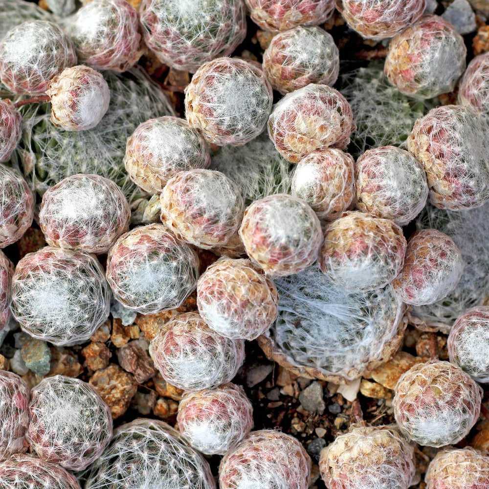 Sempervivum arachnoideum 'Cebenese'