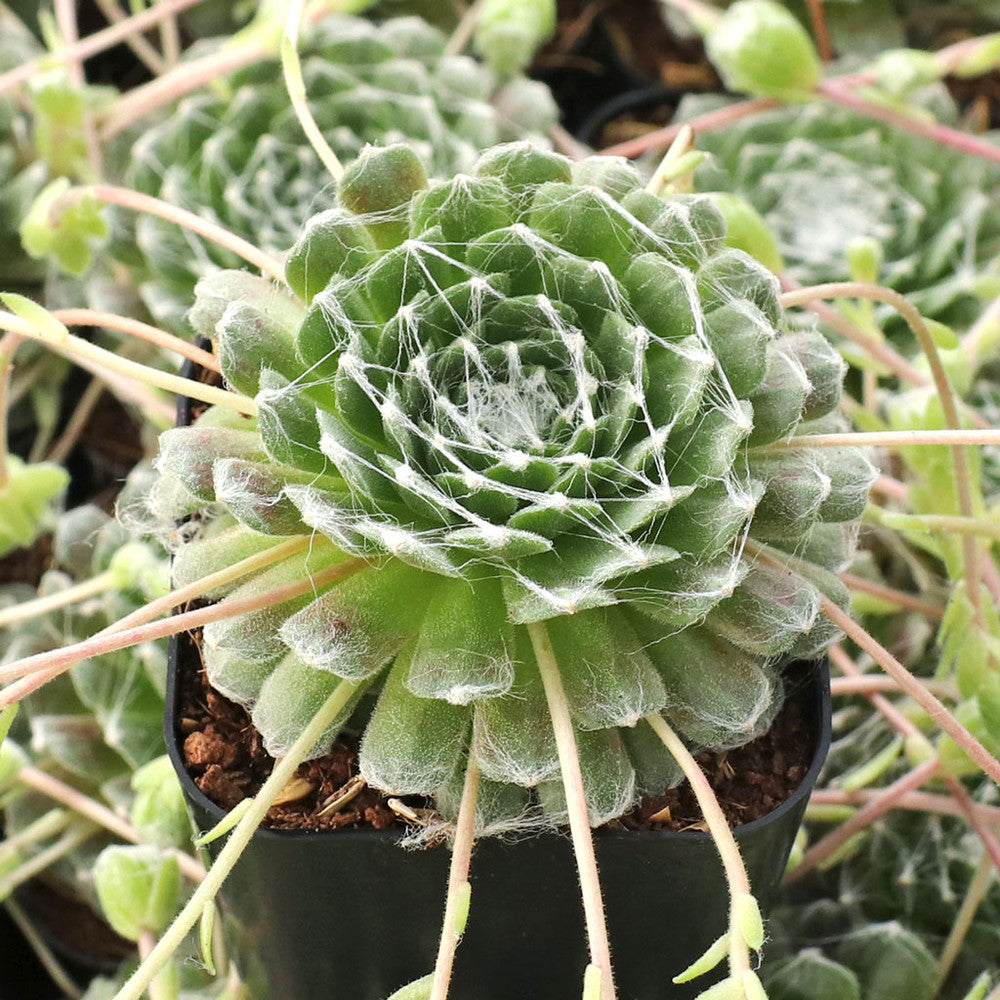 Sempervivum arachnoideum 'Cebenese'