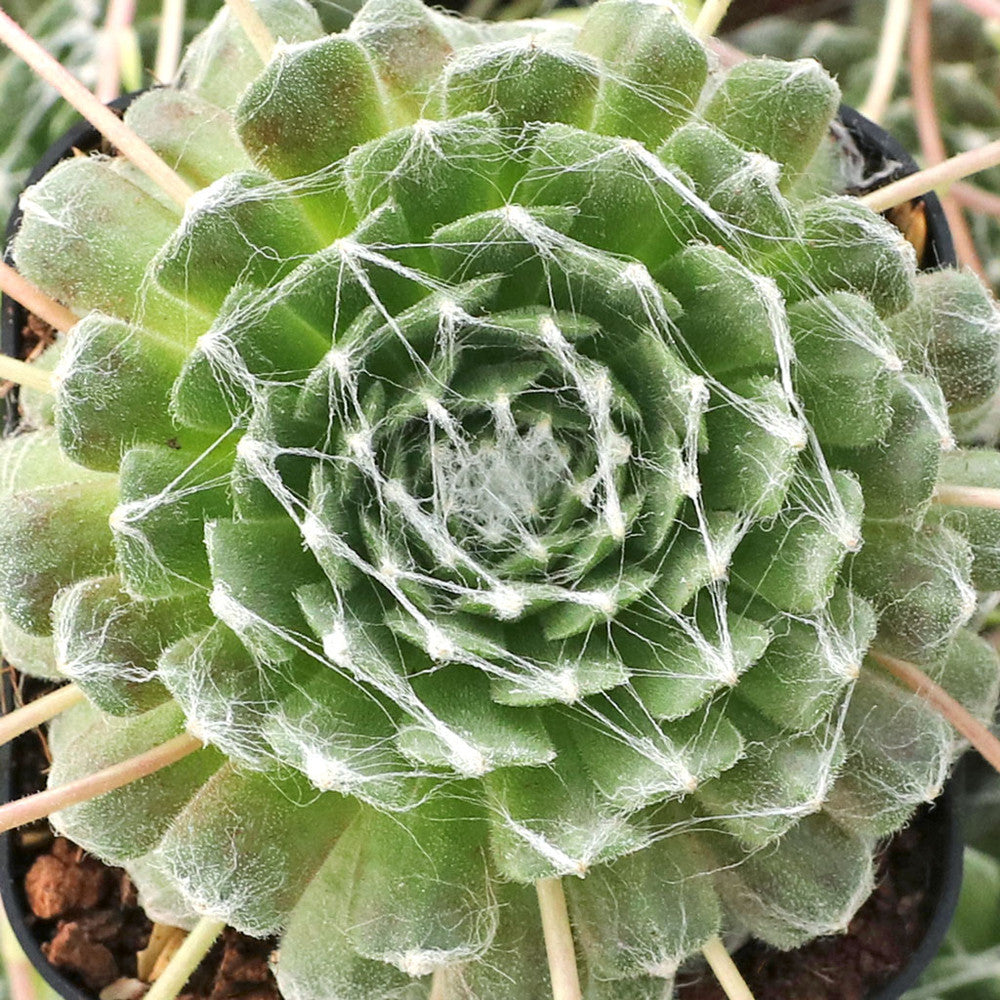 Sempervivum arachnoideum 'Cebenese'