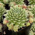 Sempervivum 'Cherry Frost'
