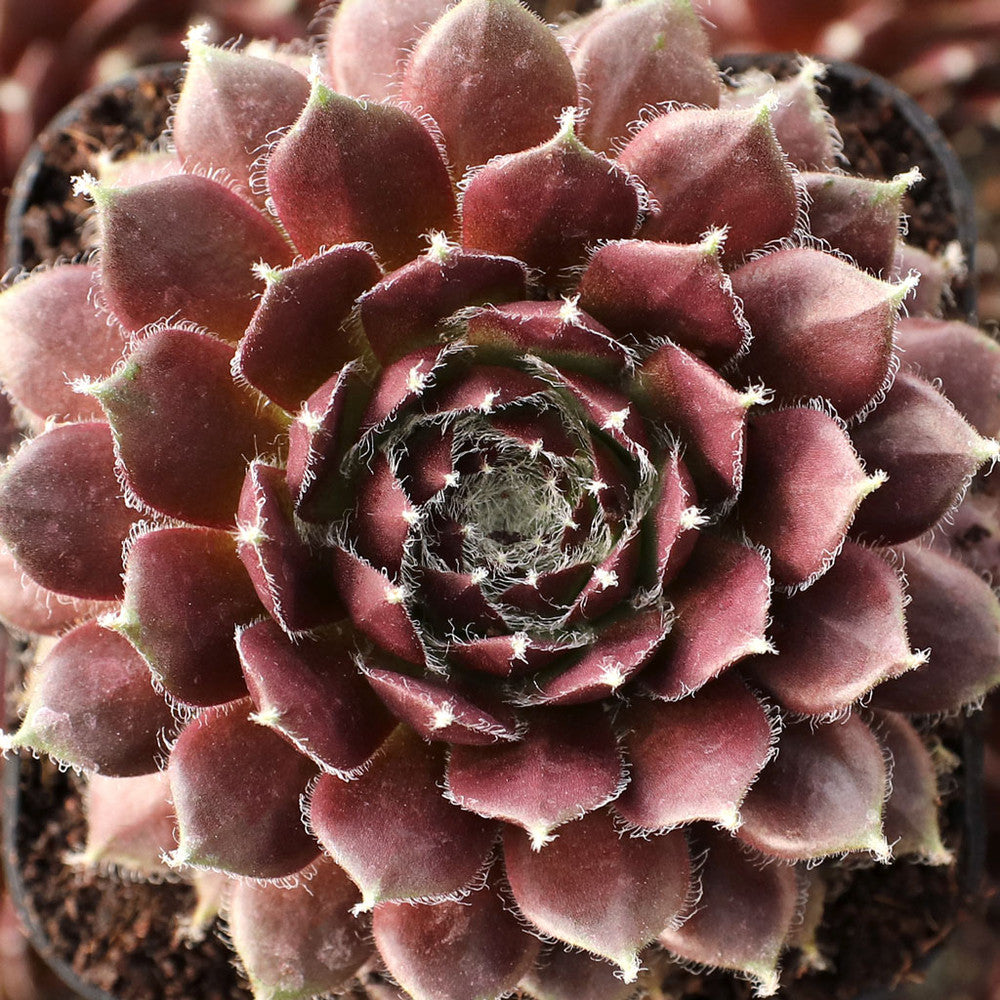 Sempervivum 'Cherry Frost'