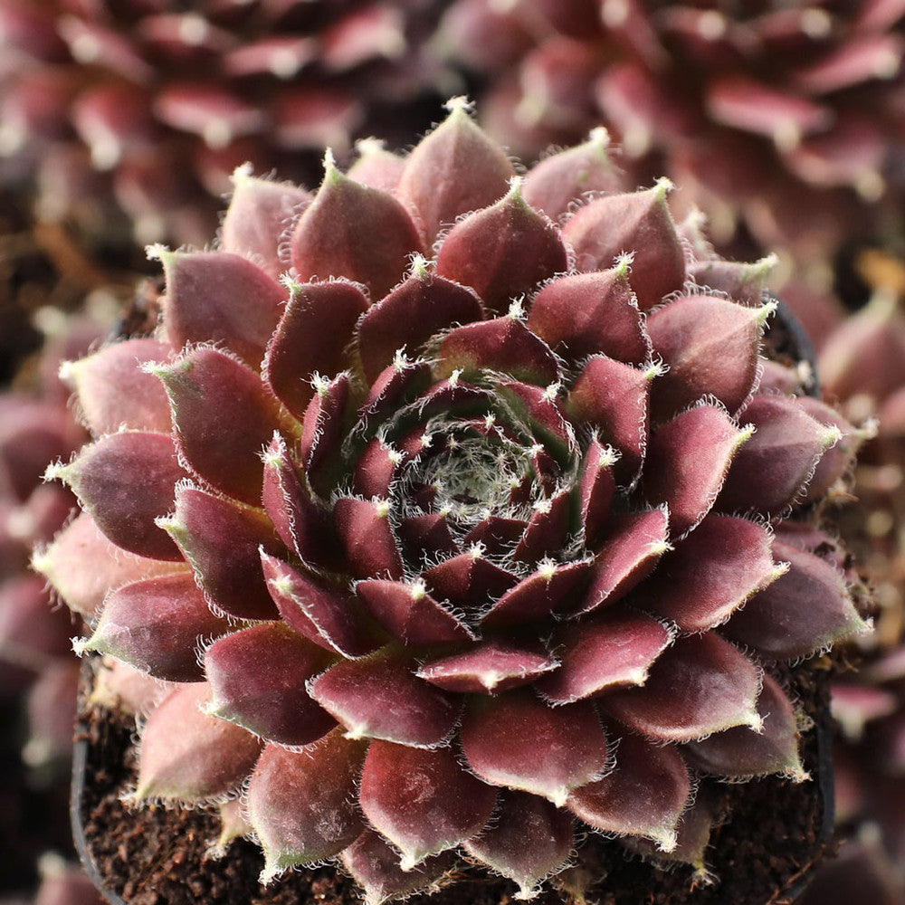 Sempervivum 'Cherry Frost'