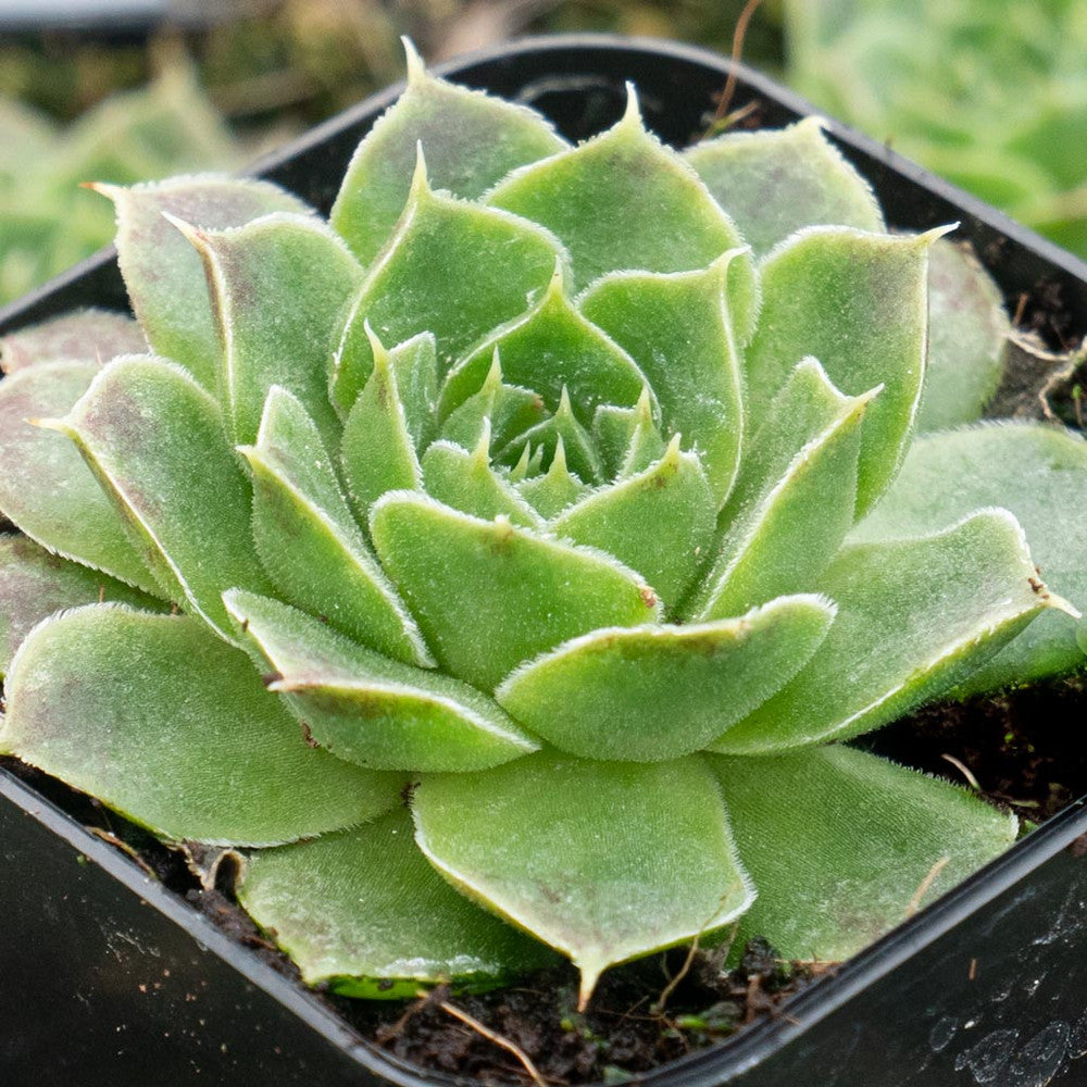 Sempervivum heuffelii 'Cherry Glow' [exclusive]