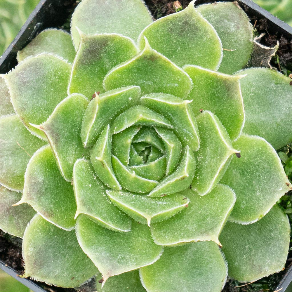 Sempervivum heuffelii 'Cherry Glow' [exclusive]