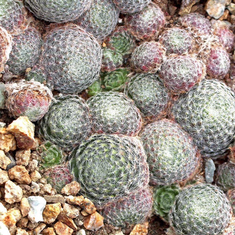 Sempervivum ciliosum (borisii)
