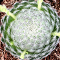 Sempervivum ciliosum (borisii)