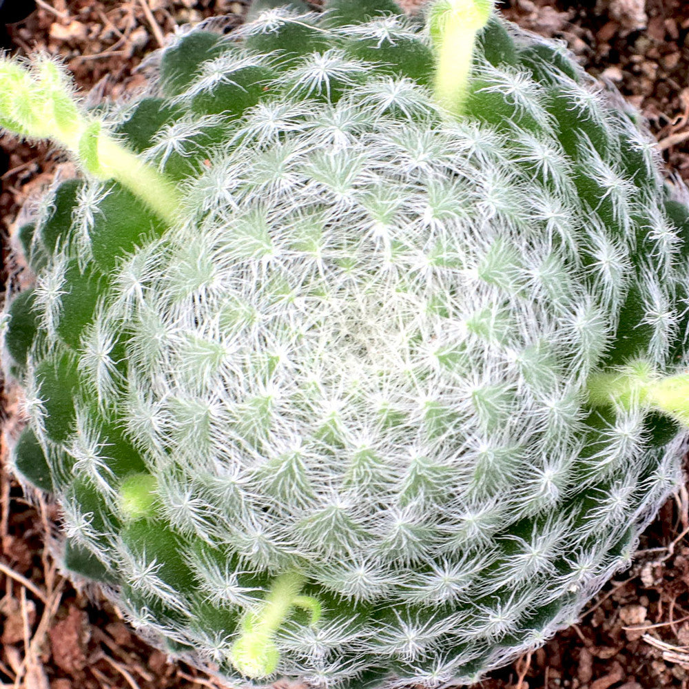 Sempervivum ciliosum (borisii)