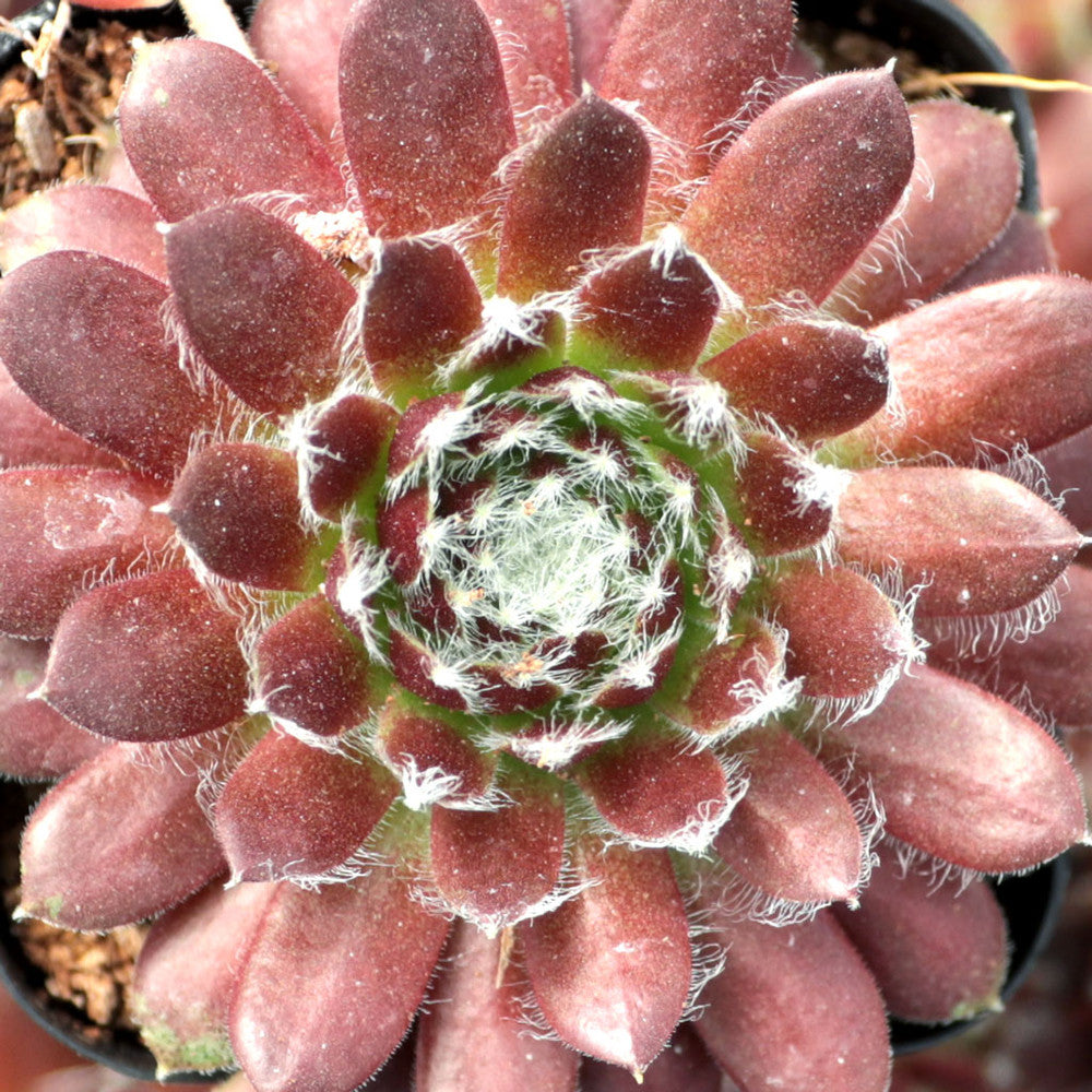 Sempervivum 'Jeanne d'Arc'