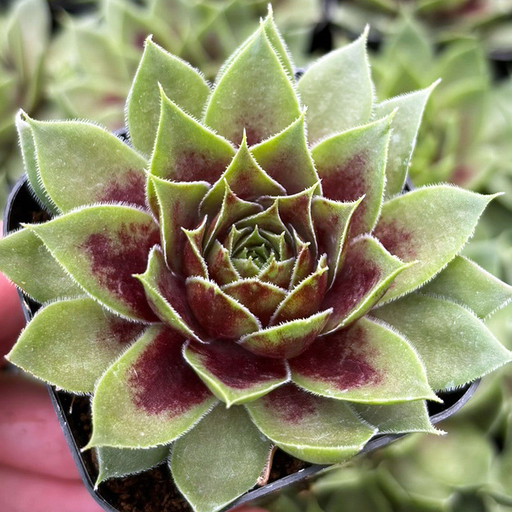 Sempervivum Colorockz® 'Coconut Crystal'