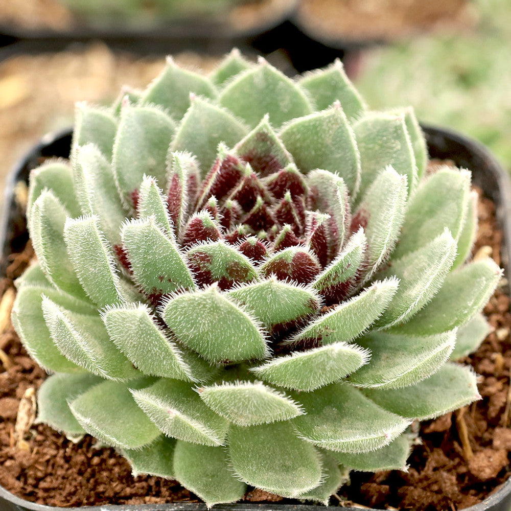 Sempervivum 'Dark Point' [exclusive]