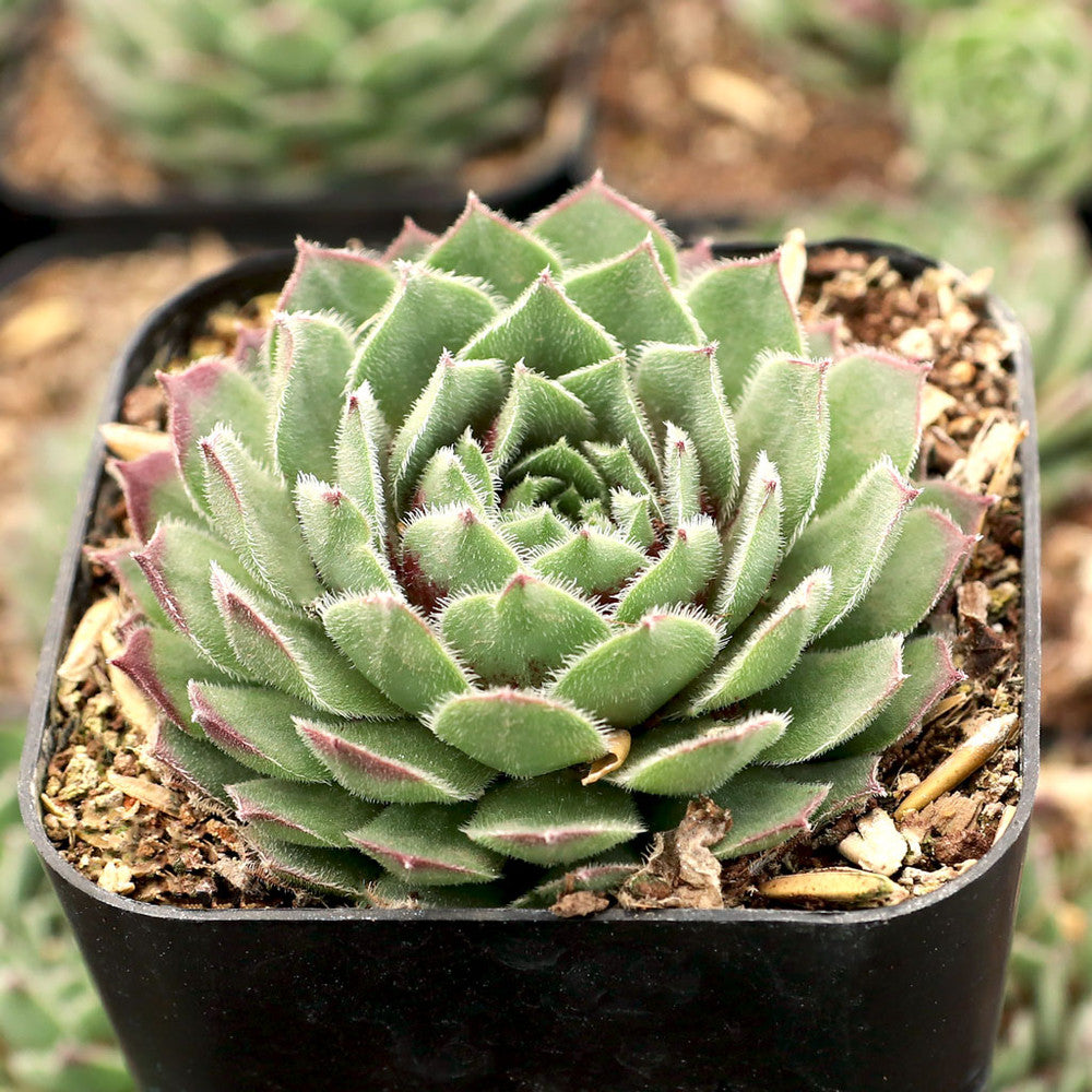 Sempervivum 'Dark Point' [exclusive]
