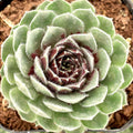 Sempervivum 'Dark Point' [exclusive]