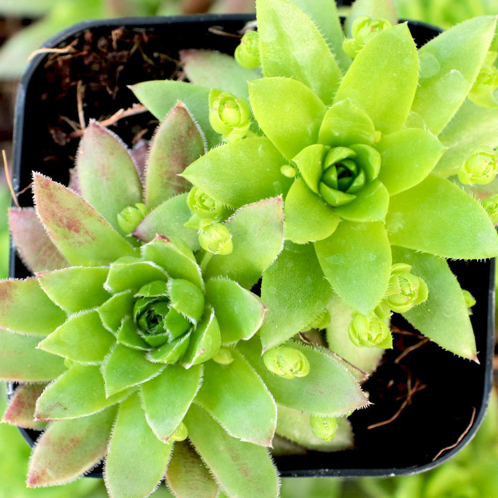Sempervivum globiferum ssp. hirtum 'Emerald Spring'