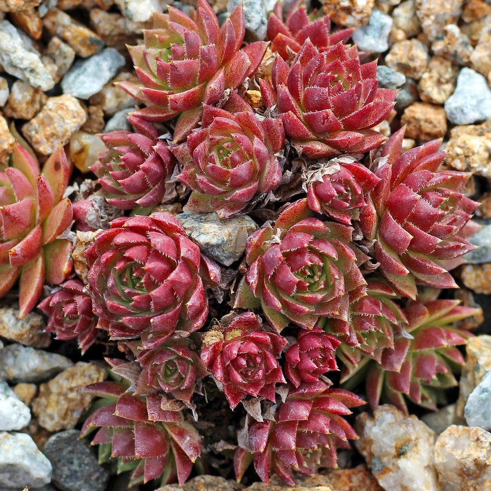 Sempervivum globiferum ssp. hirtum 'Emerald Spring'