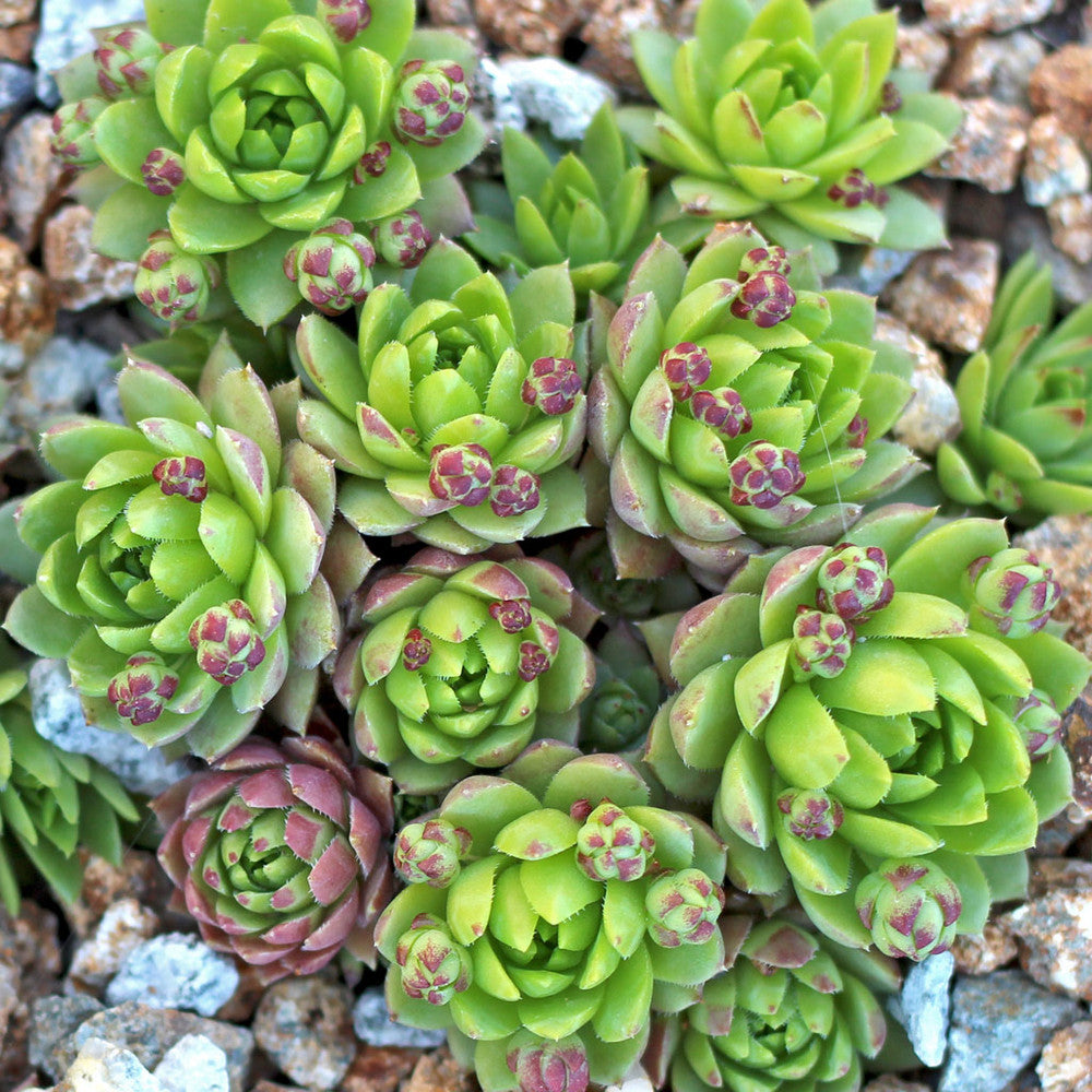 Sempervivum globiferum ssp. hirtum 'Emerald Spring'