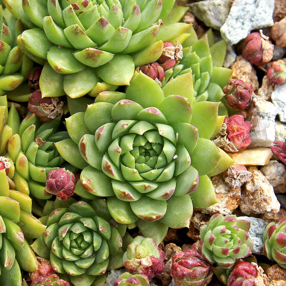 Sempervivum globiferum ssp. hirtum 'Emerald Spring'