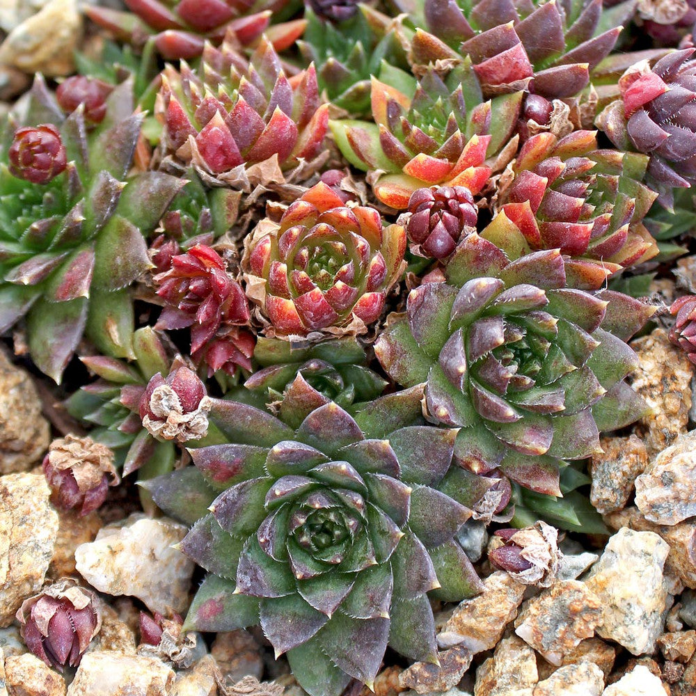 Sempervivum globiferum ssp. hirtum 'Emerald Spring'
